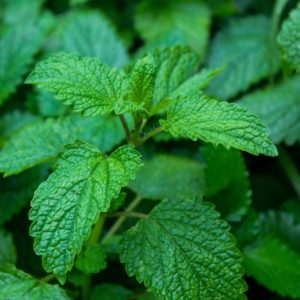 Melissa, planta medicinal calmante.