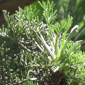 Cânfora de jardim, uma planta medicinal para contusões.