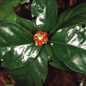Uma das plantas medicinais expectorante.