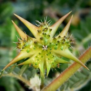 Tribulus, uma das plantas medicinais diuréticas.
