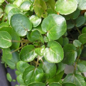 Agrião é uma das plantas medicinais com uso culinário.