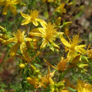 HIpérico, uma das melhores plantas medicinais para tratamento do sistema nervoso.