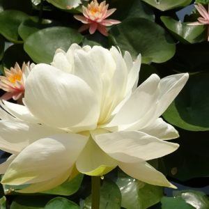 Lótus é uma planta medicinal refrescante.