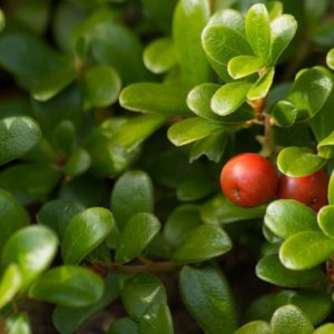 Uma das plantas medicinais com princípios diuréticos