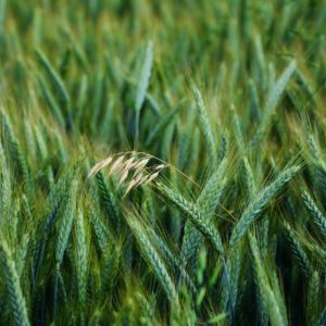 A aveia é uma planta medicinal e nutritiva,