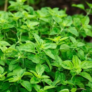 Oregano é uma planta medicinal e culinária