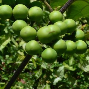 Jurubeba, uma das plantas medicinais para o fígado.