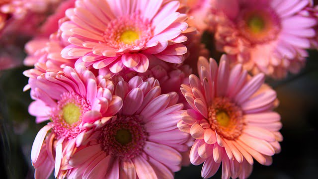 plantas para jardins internos