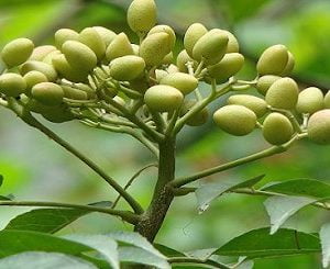 Neem Planta Medicinal