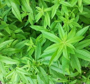 Cidrão Planta Medicinal