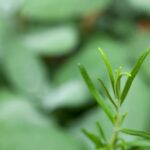 Alecrim, coração e cérebro