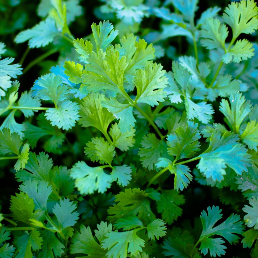 Ervas Medicinais Pescadores