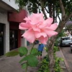 Rosa Rainha das Flores