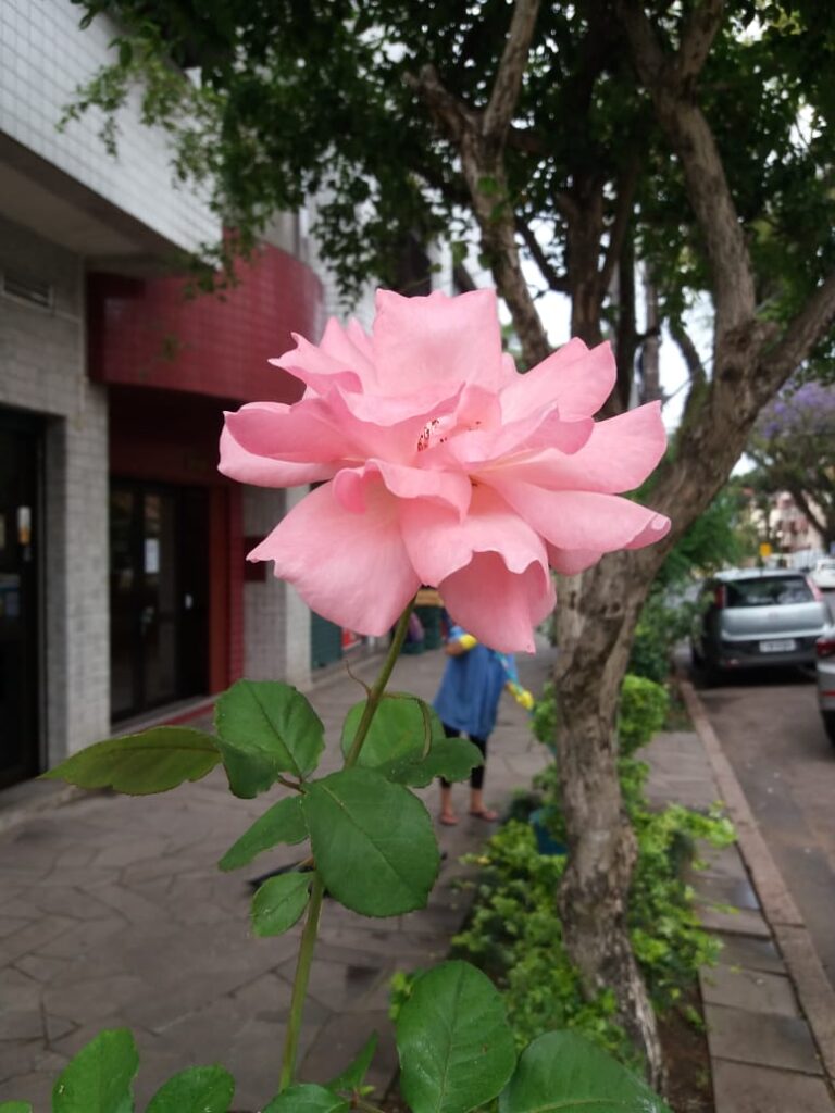 Rosa Rainha das Flores