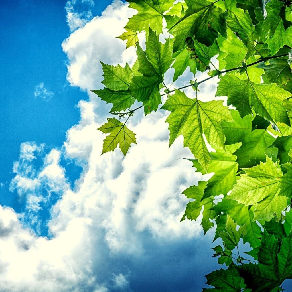 Canícula - Outono - Ervanarium