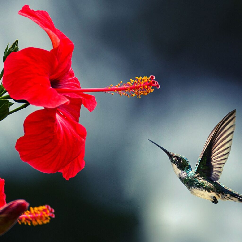 Aprenda a cultivar o hibisco