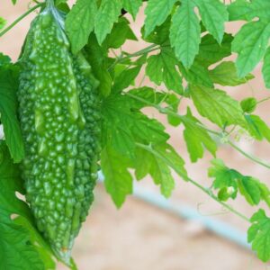 Este é o Melão de São Caetano.