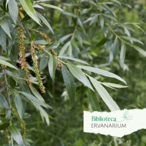 Planta que origina a aspirina.