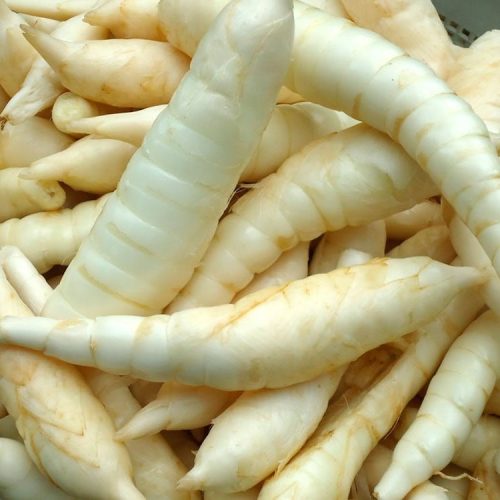 Araruta, planta medicinal