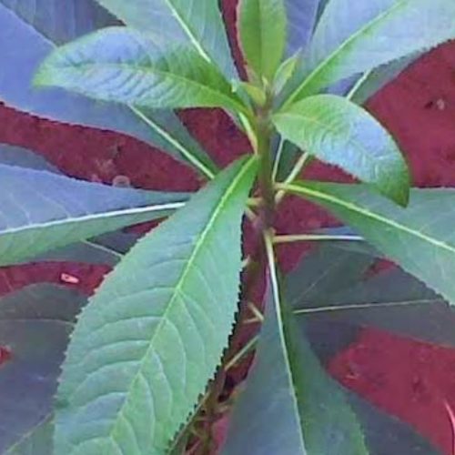 Assa-peixe planta medicinal