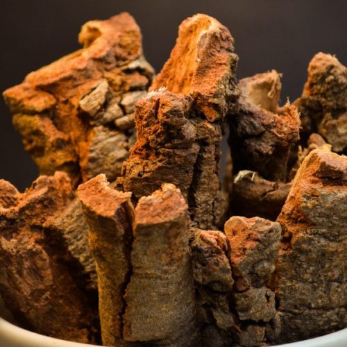 Barbatimão planta medicinal