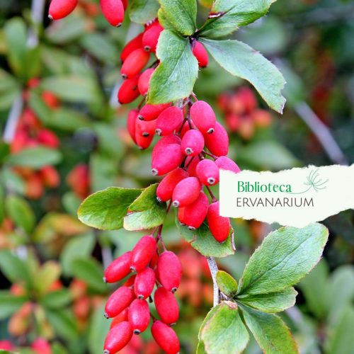 Berberis