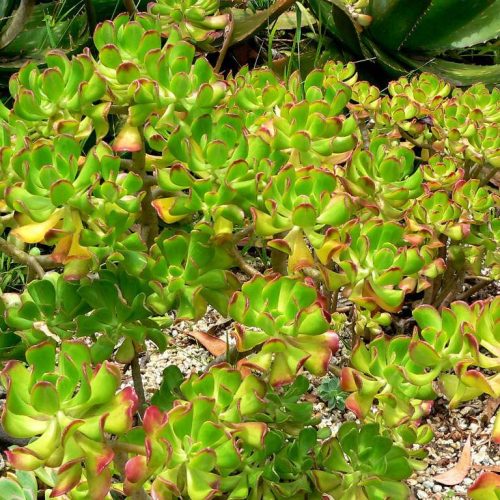 álsamo, planta medicinal