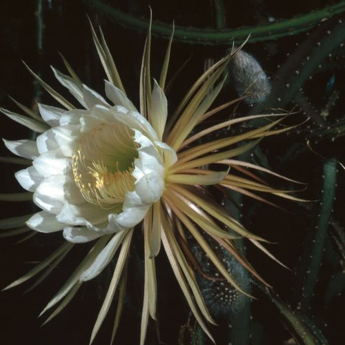 Cactus é uma planta medicinal cardiotônica.