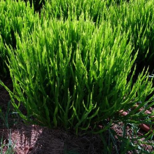 Carqueja, uma planta medicinal fonte de cromo.