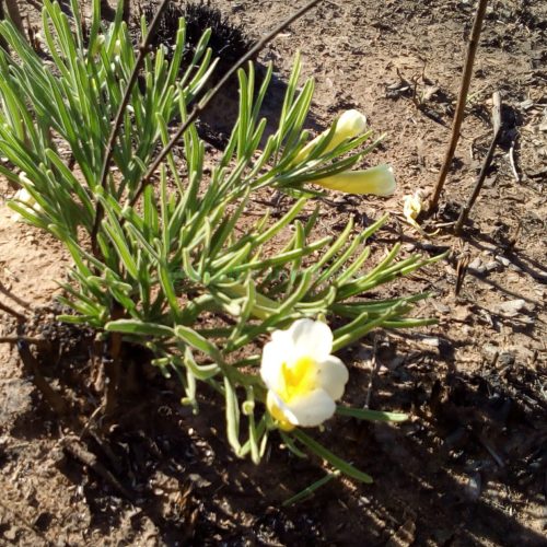 Catuaba Planta Medicinal