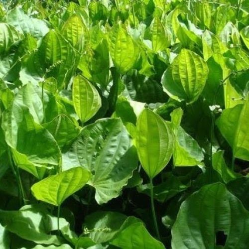 O Cahapéu de Couro é uma planta medicinal purificadora.