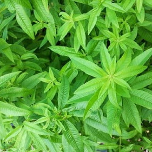 Cidrão Planta Medicinal