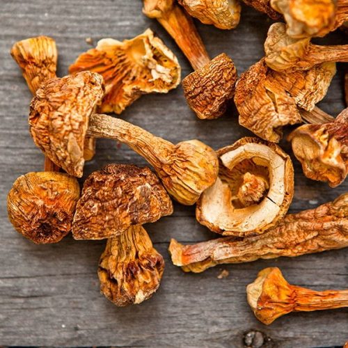 Cogumelo do Sol é um fungo que faz parte das plantas medicinais