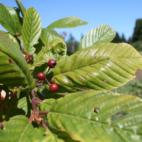 A Cáscara Sagrada é uma planta medicinal laxativa.