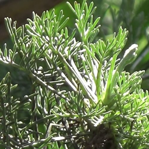 Cânfora de jardim, uma planta medicinal para contusões.