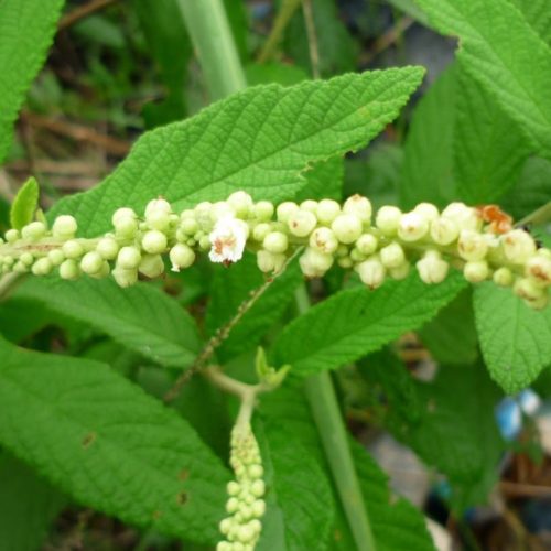 A Erva Baleeira é uma planta medicinal anti-inflamatória.