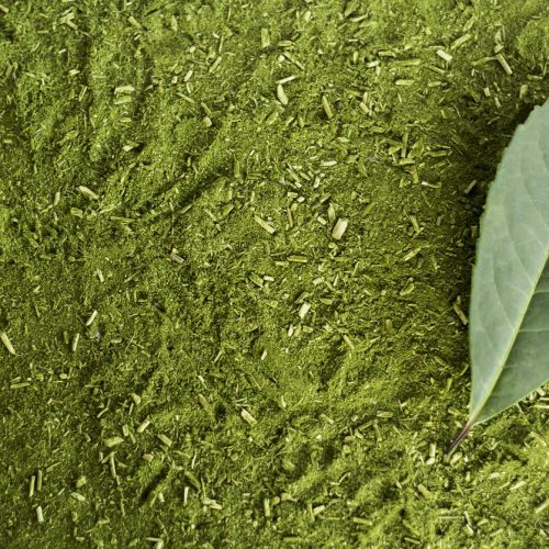 Erva Mate Planta Medicinal