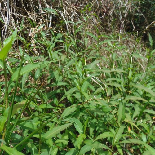 Planta medicinal antiparasitária e de ação no cérebro.