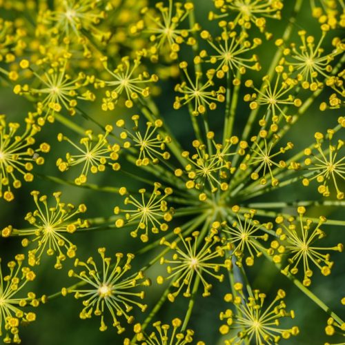 Erva Doce é uma planta medicinal harmonizadora.