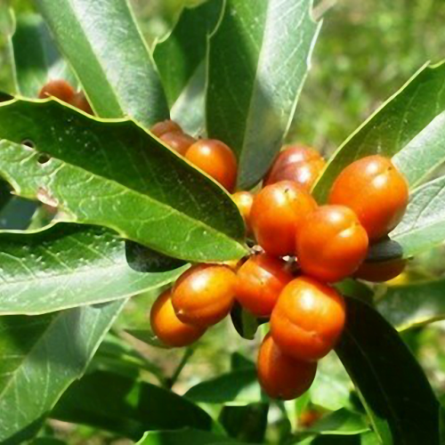 Espinheira Santa é uma das plantas medicinais que protegem o estômago.