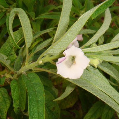 Planta medicinal antoxidante e rejuvenescedora.