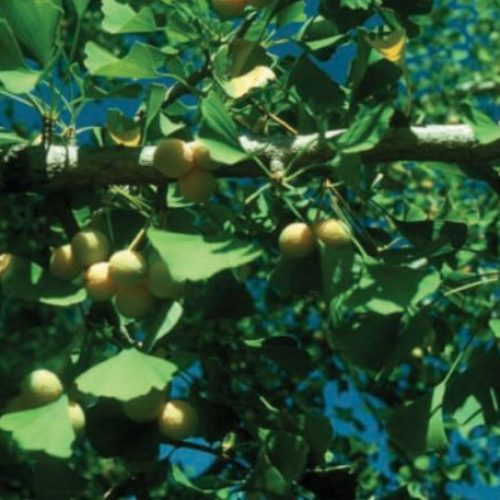 Ginkgo Planta Medicinal