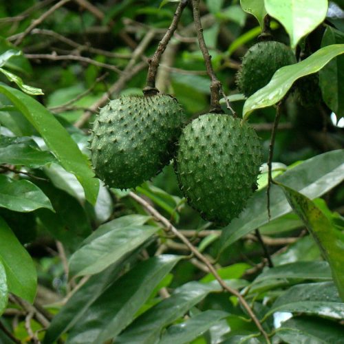 A graviola é uma planta medicinal que requer mais estudos.
