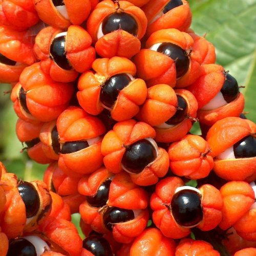 Guaraná, planta medicinal estimulante.