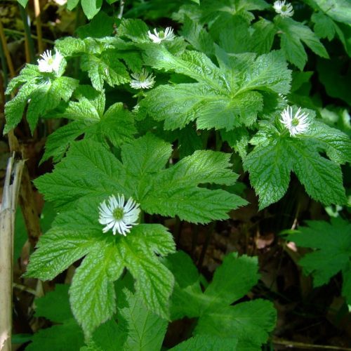 Hidraste, planta medicinal antiinflamatória.