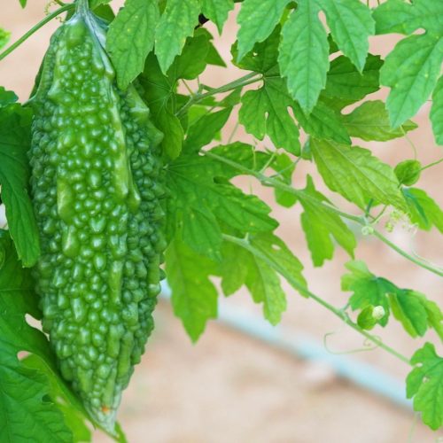 Este é o Melão de São Caetano.