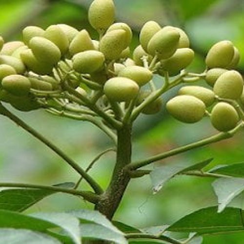Neem Planta Medicinal