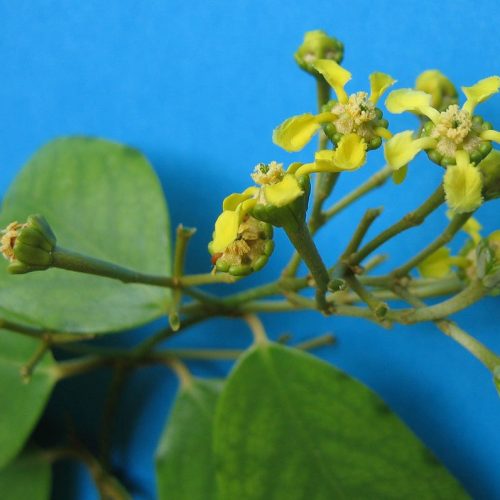Nó de Cachorro, planta medicinal afrodisíaca.
