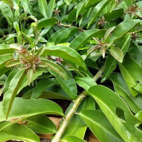 A Ora-Pro-Nóbis é uma das plantas medicinais nutritivas.