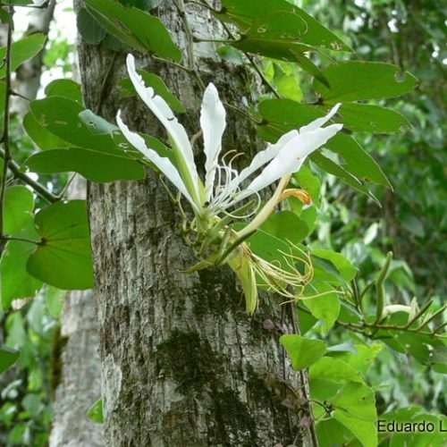 Pata de Vaca - Planta Medicinal
